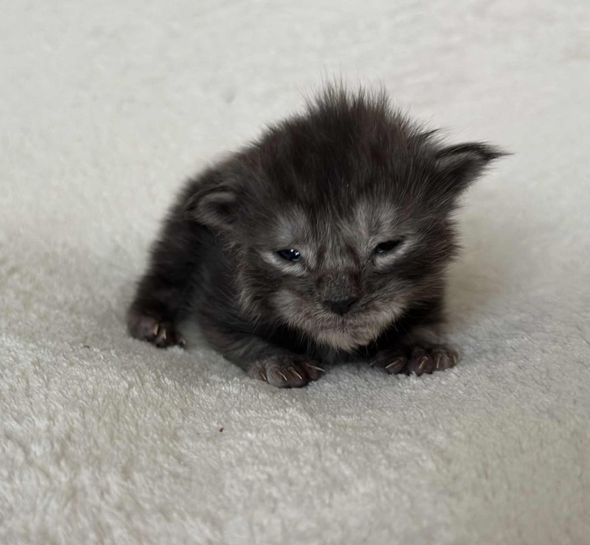 MaineCoonKittenNissiEmrysMNS3.jpg