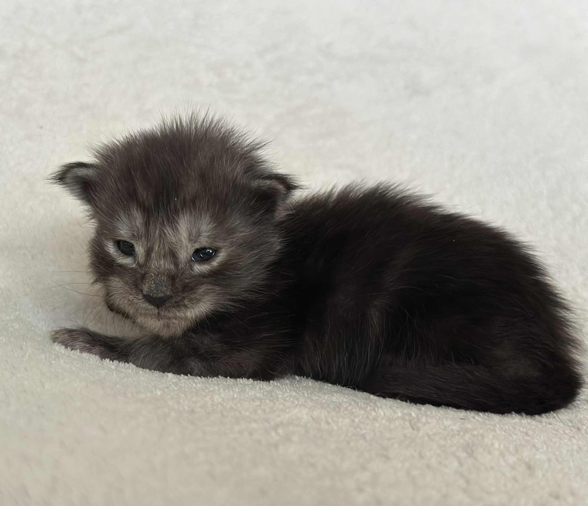 MaineCoonKittenNissiEmrysMNS4.jpg