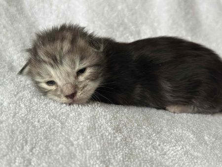 MaineCoonKittenRuniharraEmrys07302025FPink1.jpg