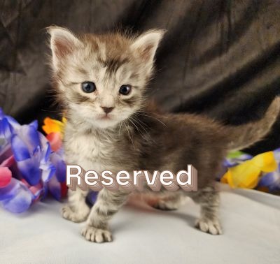 MaineCoonKittenStarDandy05022025FYellow6Reserved.jpg