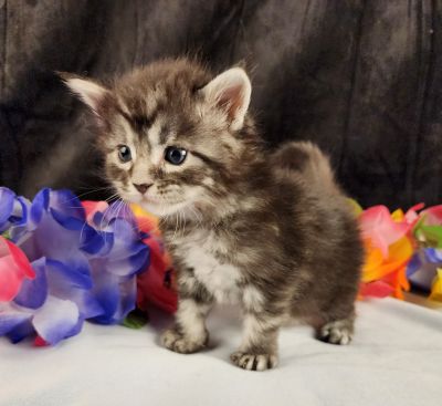 MaineCoonKittenStarDandy05022025MOrange10.jpg