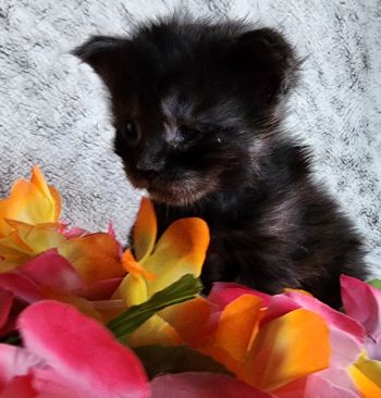 MaineCoonKittenTanzyRauchen03242025FDkPurple10.jpg