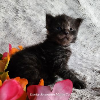 MaineCoonKittenTanzyRauchen03242025FDkPurple13.jpg