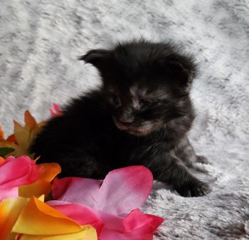 MaineCoonKittenTanzyRauchen03242025FDkPurple5.jpg
