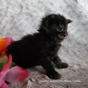 MaineCoonKittenTanzyRauchen03242025FDkPurple9.jpg