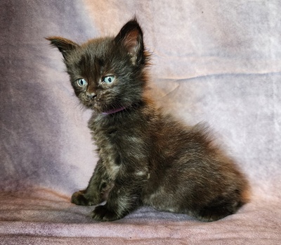 MaineCoonKittenTanzyRauchen03242025FLtPurple12.jpg