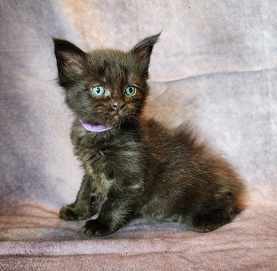 MaineCoonKittenTanzyRauchen03242025FLtPurple12.jpg