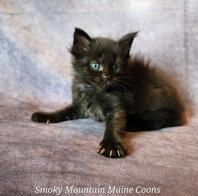 MaineCoonKittenTanzyRauchen03242025FLtPurple15.jpg