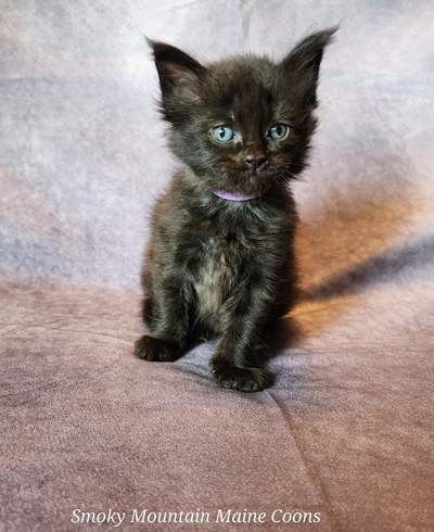 MaineCoonKittenTanzyRauchen03242025FLtPurple16.jpg