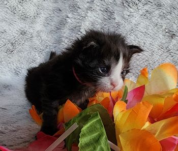 MaineCoonKittenTanzyRauchen03242025FPink5.jpg