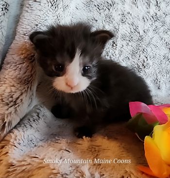MaineCoonKittenTanzyRauchen03242025FPink7.jpg