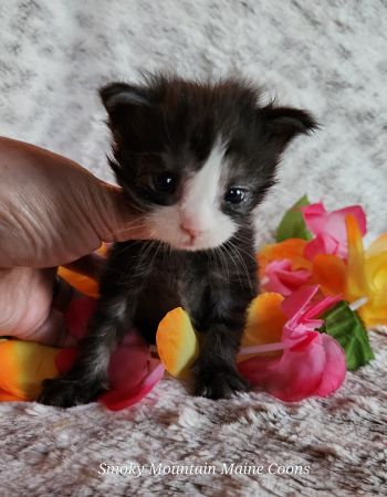 MaineCoonKittenTanzyRauchen03242025FPink8.jpg