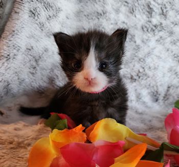 MaineCoonKittenTanzyRauchen03242025FPink9.jpg