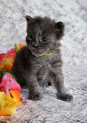 MaineCoonKittenTanzyRauchen03242025FYellow10.jpg