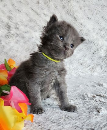 MaineCoonKittenTanzyRauchen03242025FYellow5.jpg