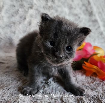 MaineCoonKittenTanzyRauchen03242025FYellow7.jpg