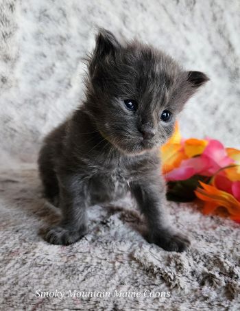 MaineCoonKittenTanzyRauchen03242025FYellow9.jpg