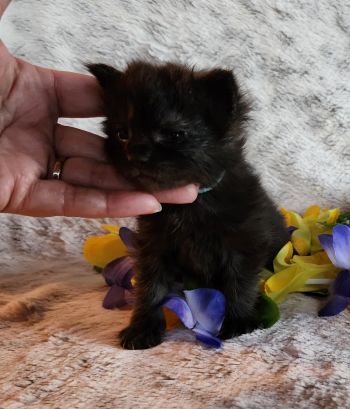 MaineCoonKittenTanzyRauchen03242025MBlue5.jpg