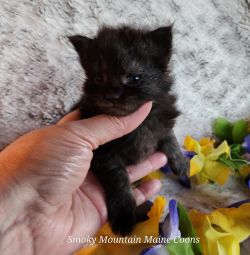 MaineCoonKittenTanzyRauchen03242025MBlue6.jpg
