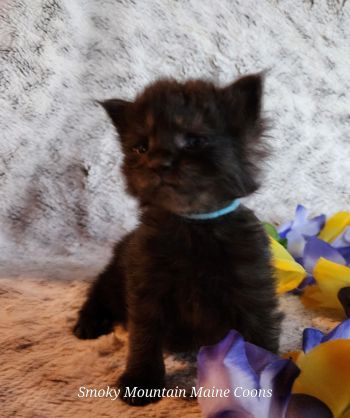 MaineCoonKittenTanzyRauchen03242025MBlue7.jpg