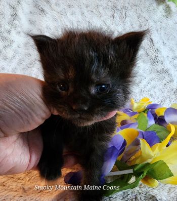 MaineCoonKittenTanzyRauchen03242025MBlue9.jpg