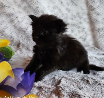MaineCoonKittenTanzyRauchen03242025MOrange5.jpg