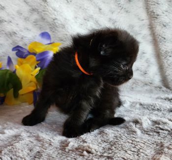 MaineCoonKittenTanzyRauchen03242025MOrange6.jpg