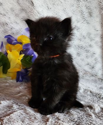 MaineCoonKittenTanzyRauchen03242025MOrange9.jpg