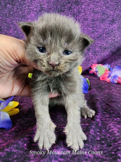 MaineCoonKittenTanzyRauchen10032025FDkPurple10.jpg