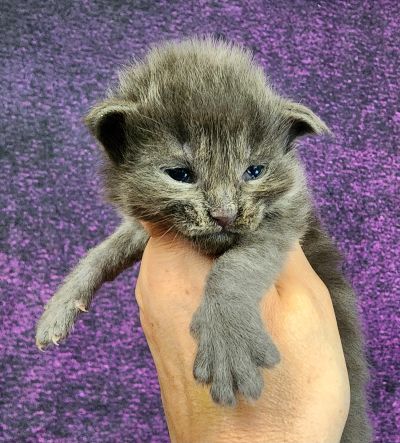 MaineCoonKittenTanzyRauchen10032025FDkPurple8.jpg