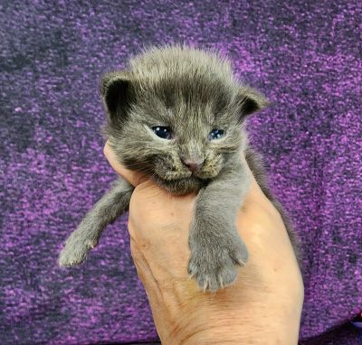 MaineCoonKittenTanzyRauchen10032025FDkPurple9.jpg