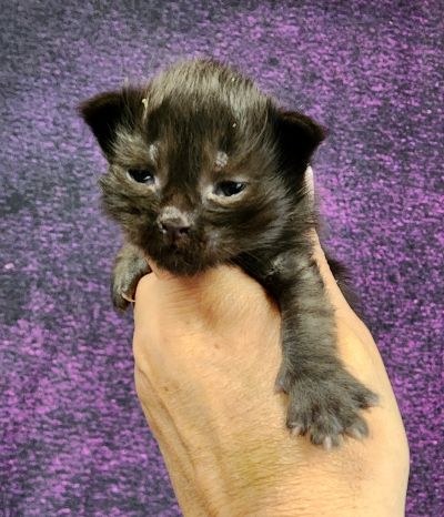 MaineCoonKittenTanzyRauchen10032025LtPurple11.jpg