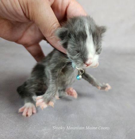 MaineCoonKittenTanzyRauchen10032025MLtBlue10.jpg