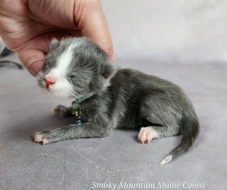 MaineCoonKittenTanzyRauchen10032025MLtBlue6.jpg