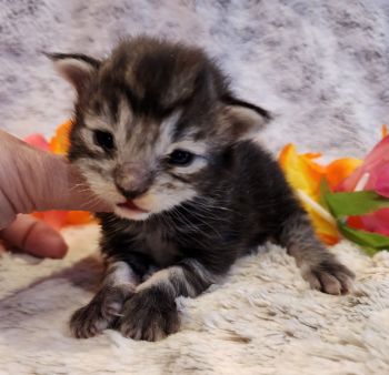 MaineCoonKittenTiaRauchen04012025FPurple10.jpg