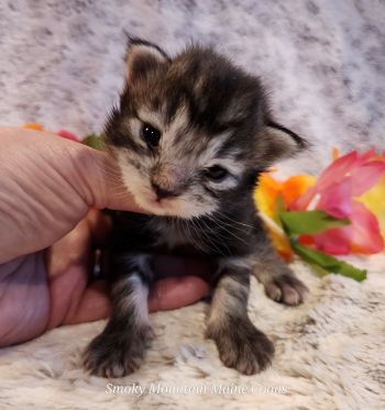 MaineCoonKittenTiaRauchen04012025FPurple11.jpg