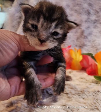 MaineCoonKittenTiaRauchen04012025FPurple7.jpg