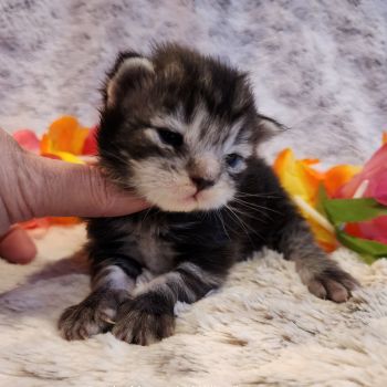 MaineCoonKittenTiaRauchen04012025FPurple9.jpg