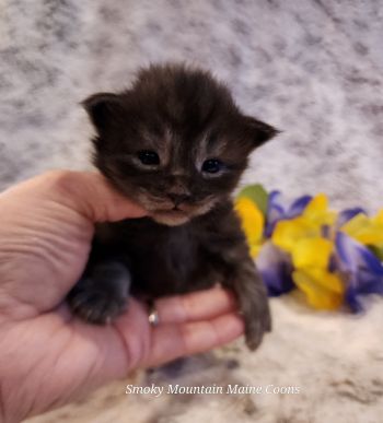 MaineCoonKittenTiaRauchen04012025MBlue10.jpg