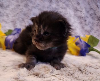 MaineCoonKittenTiaRauchen04012025MBlue12.jpg