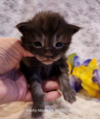 MaineCoonKittenTiaRauchen04012025MBlue14.jpg