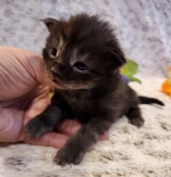 MaineCoonKittenTiaRauchen04012025MBlue9.jpg