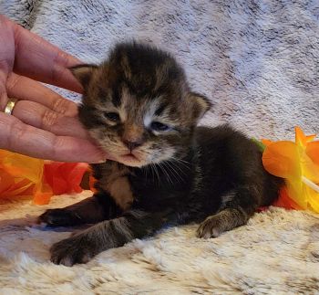 MaineCoonKittenTiaRauchen04012025MGreen12.jpg