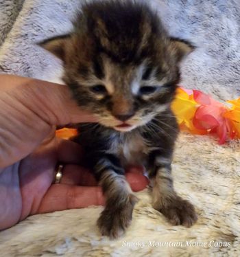 MaineCoonKittenTiaRauchen04012025MGreen7.jpg