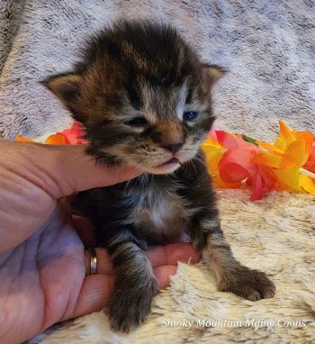 MaineCoonKittenTiaRauchen04012025MGreen8.jpg
