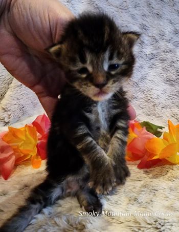 MaineCoonKittenTiaRauchen04012025MGreen9.jpg