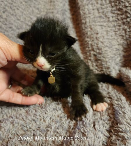 MaineCoonKittenTiaRauchen08042025FPink10.jpg