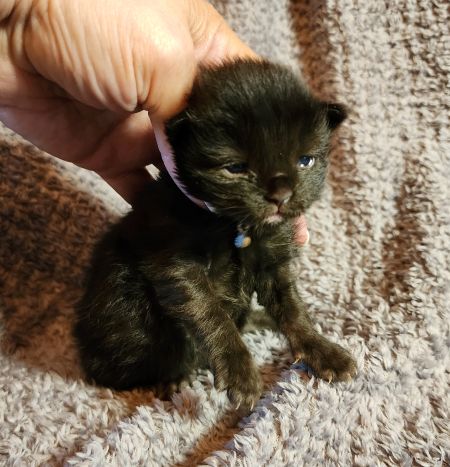 MaineCoonKittenTiaRauchen08042025FPurple5.jpg