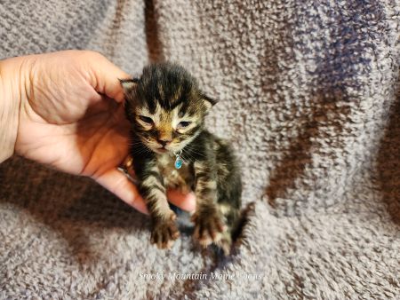 MaineCoonKittenTiaRauchen08042025MBlue4.jpg