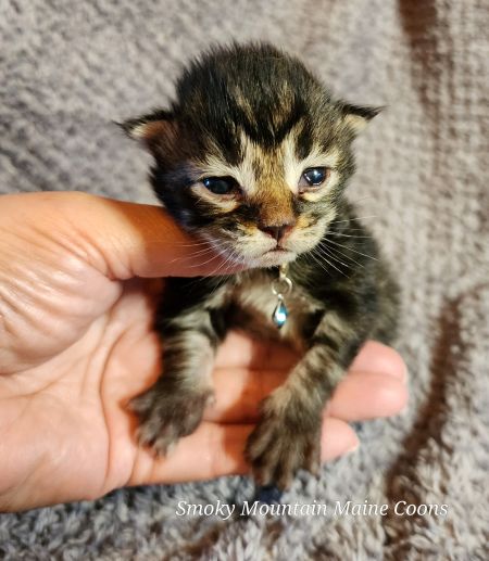 MaineCoonKittenTiaRauchen08042025MBlue5.jpg